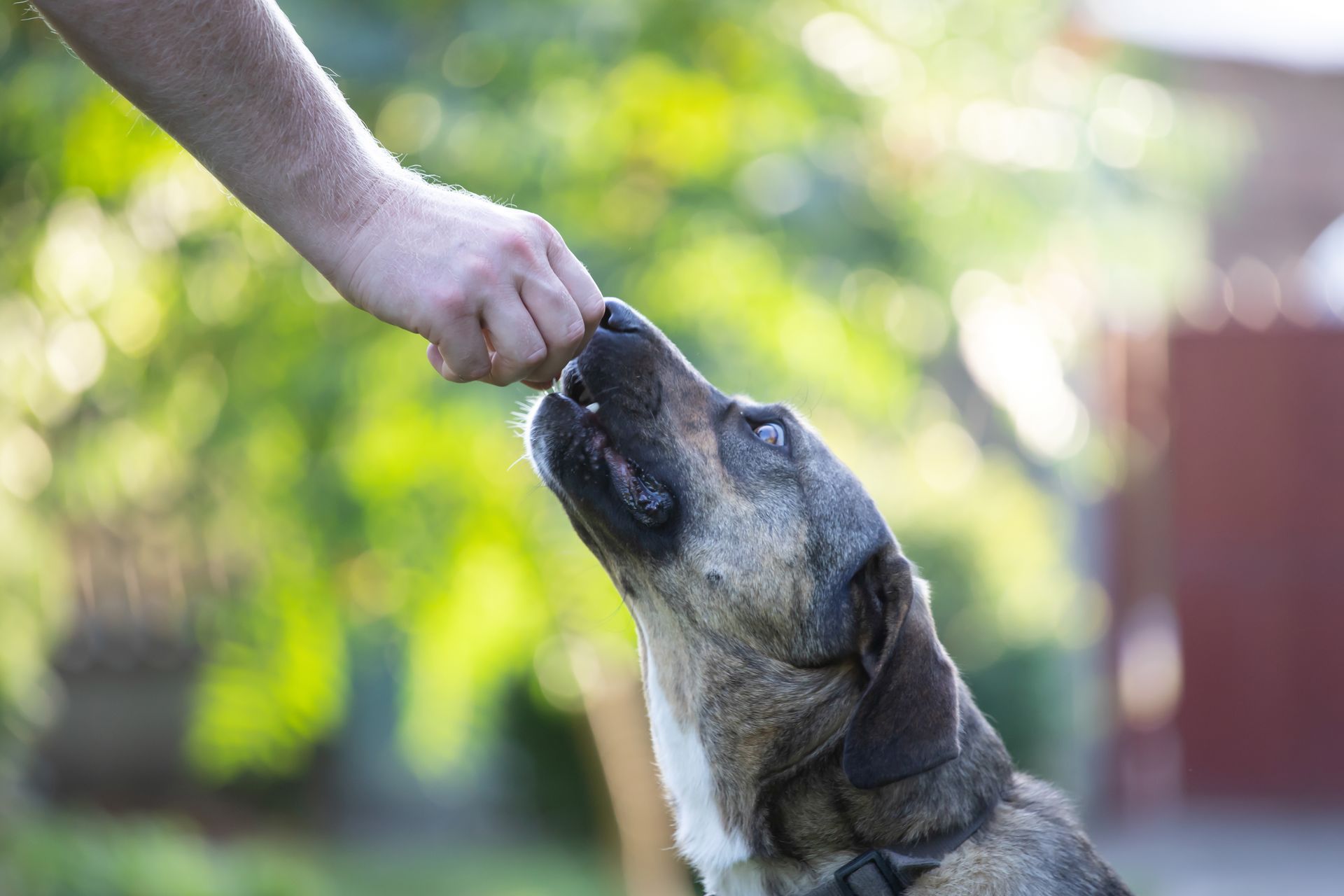 Dog reaching up, nose touching a hand offering a treat; green background.