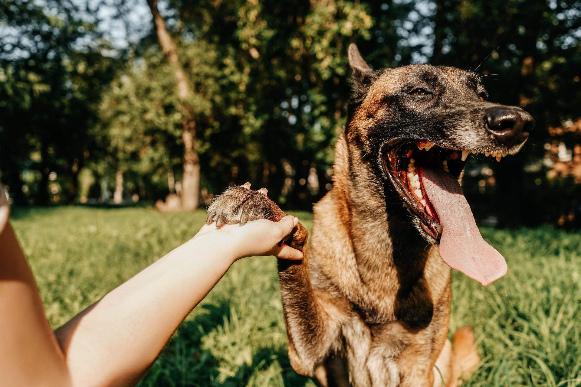 Dog with mouth open, panting, paw held up. Human hand holds the dog's paw. Green grass and trees.