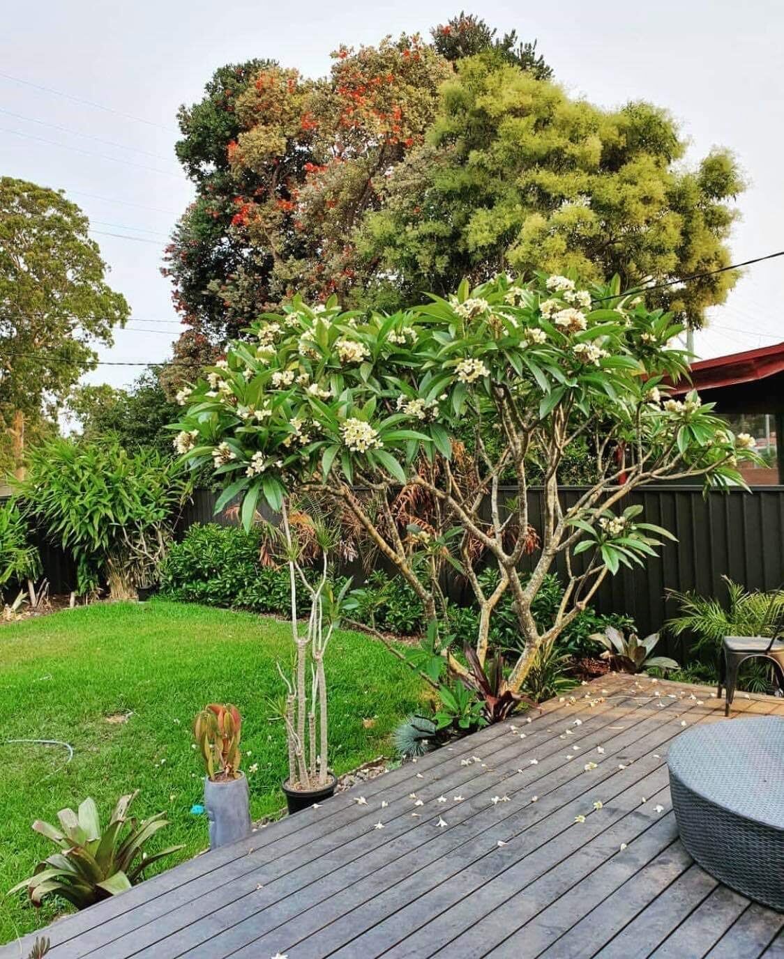Manicured Backyard  — Landscaping inspiration in Matcham, Central Coast