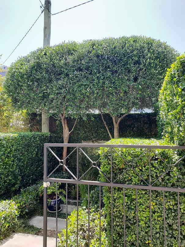 Landscaped Gardens and Trees — Landscaping inspiration in Matcham, Central Coast