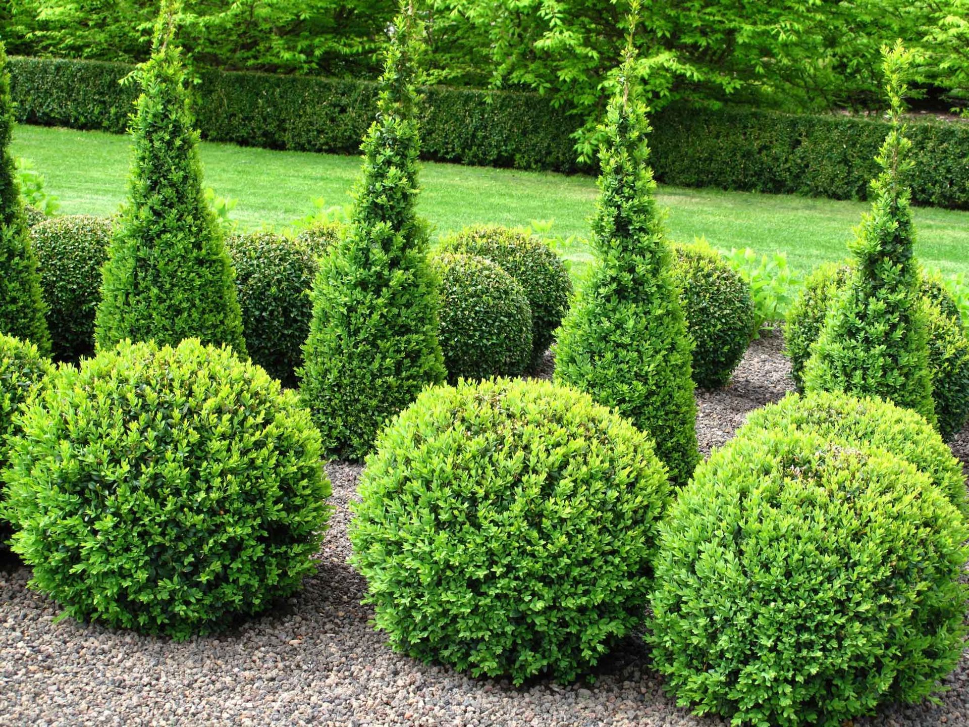  Beautiful garden with buxus