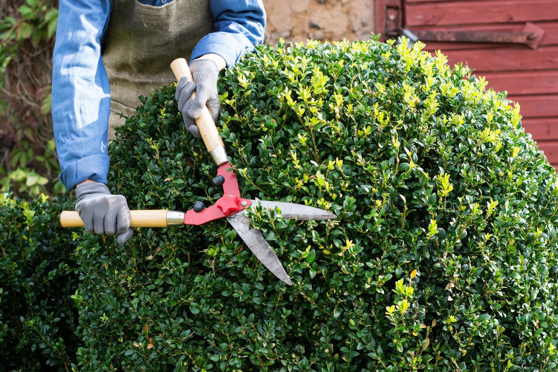Person trimming a green, spherical bush with large, red and silver shears.