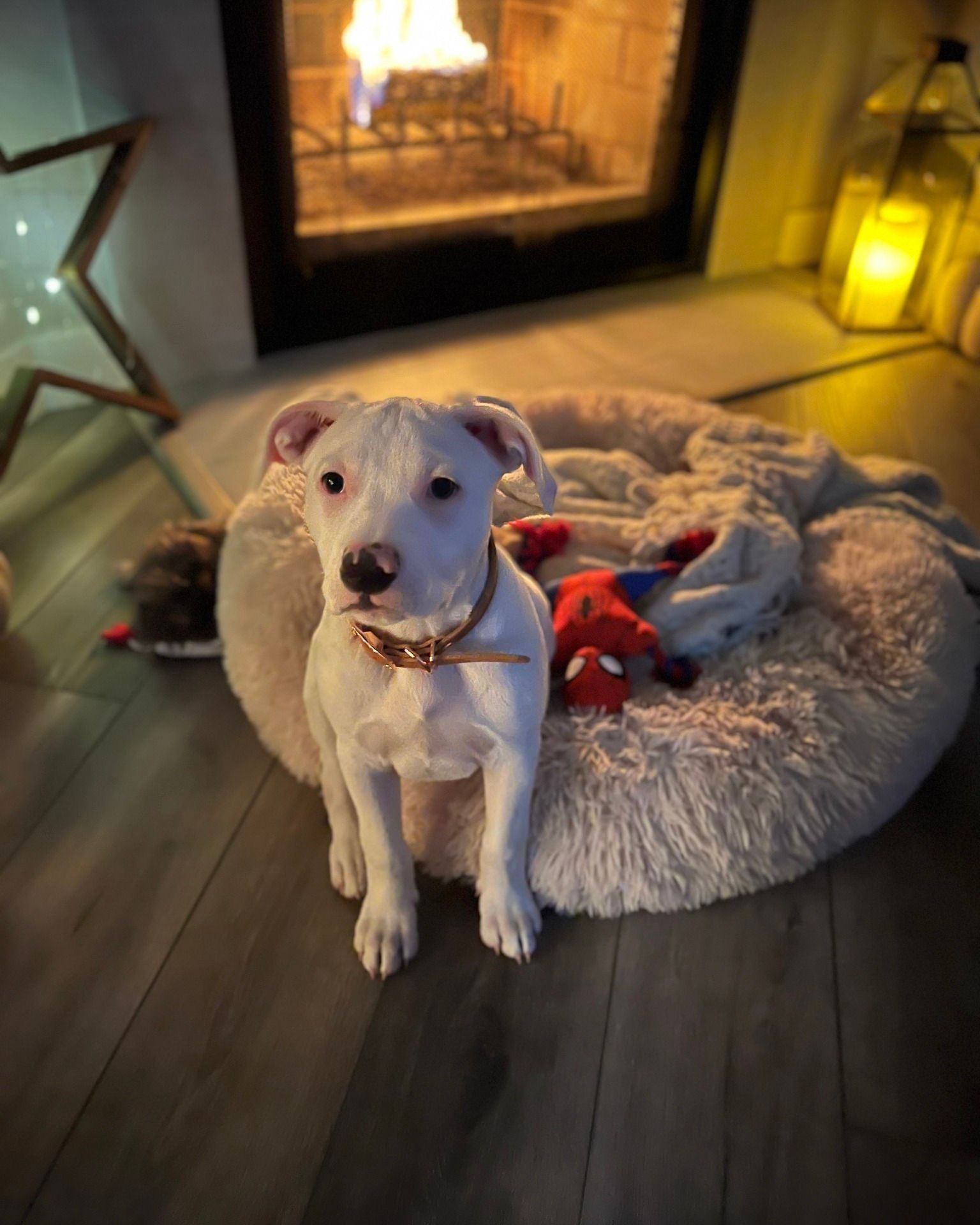 White puppy with a brown collar sits on a fluffy bed near a fireplace with a lit fire.