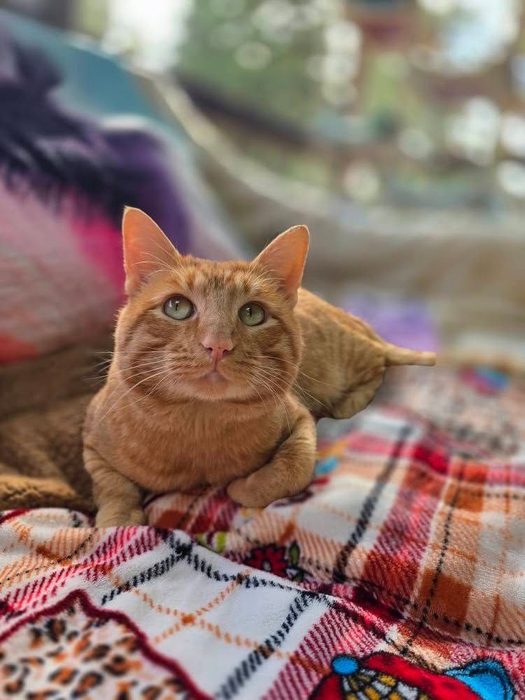 Orange tabby cat resting on a plaid blanket, looking up.