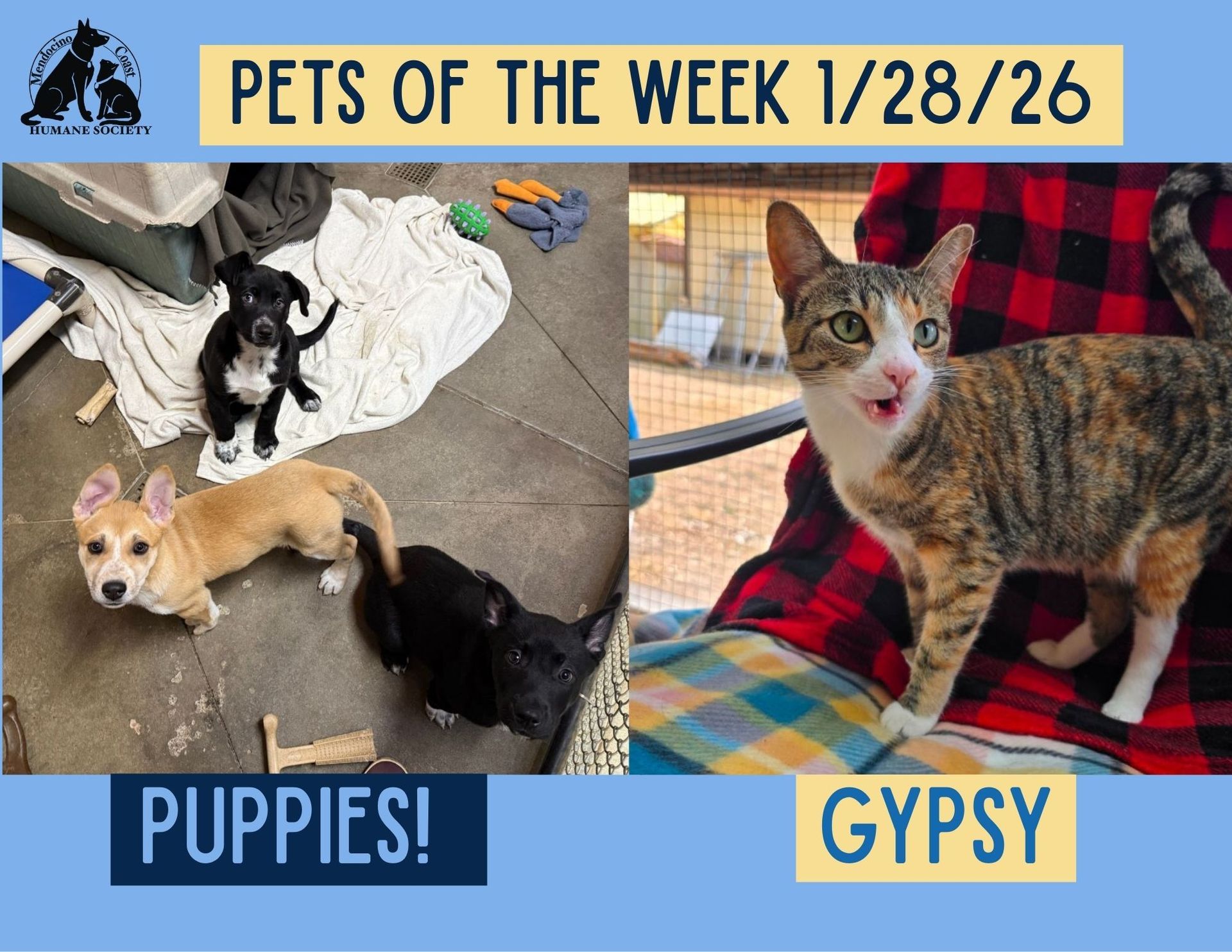 Pets of the Week: Puppies (black and tan) and Gypsy the cat (tabby) posed with items, on blue background.
