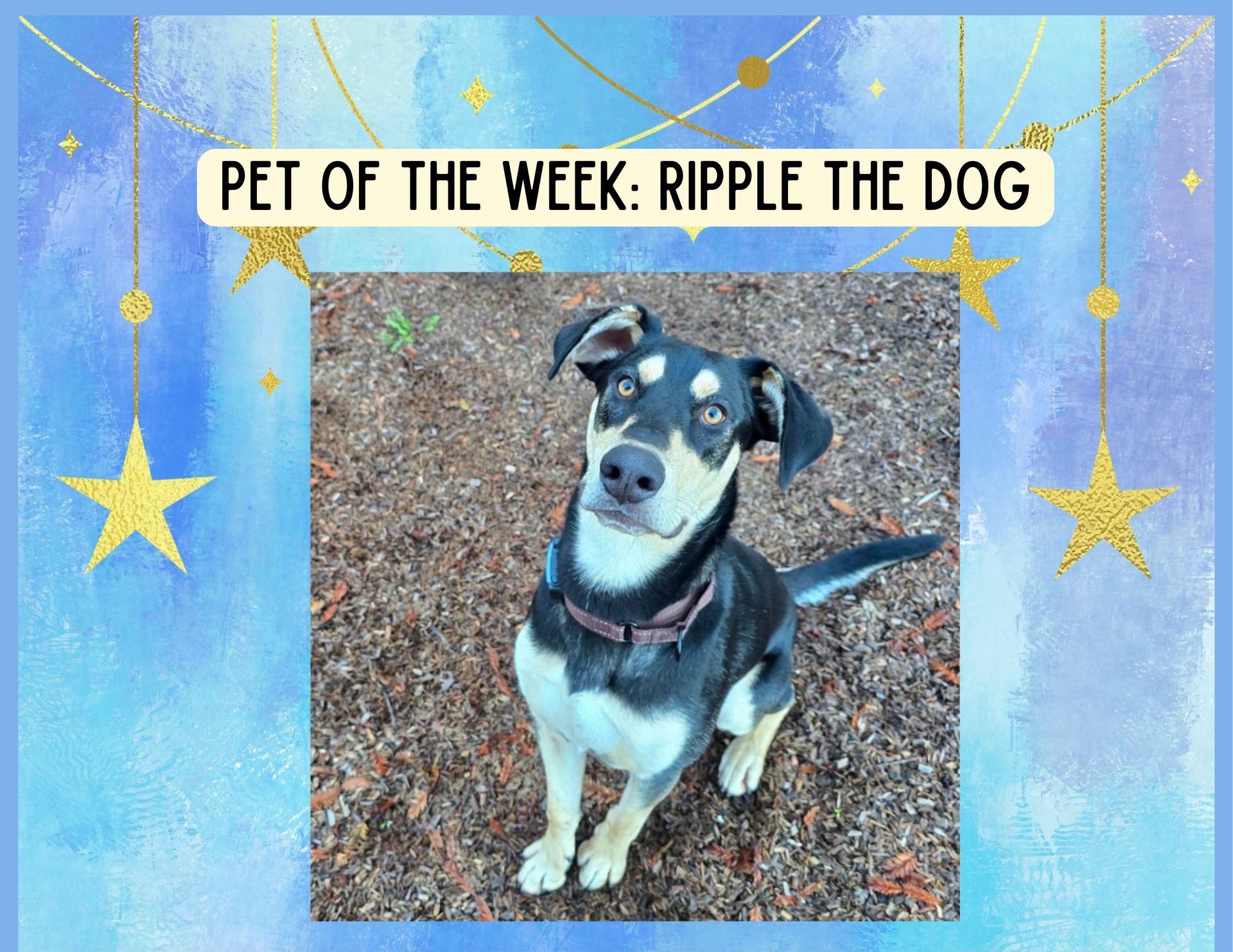 Dog named Ripple, black, white, and tan, sits looking up.