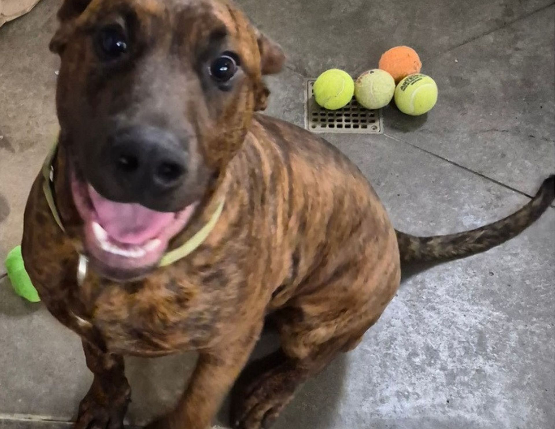 Brindle dog with open mouth and tennis balls on the floor.