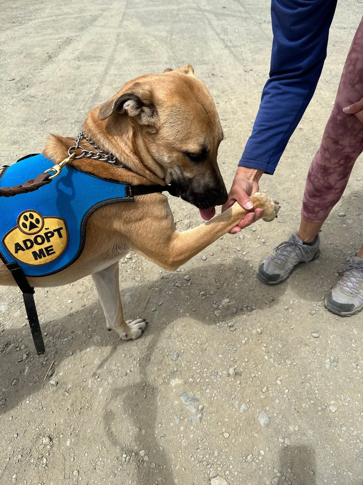 Dog wearing an 