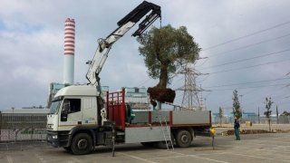 sradicamento albero