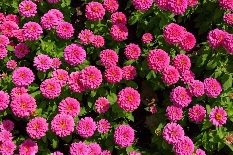Fiori rosa