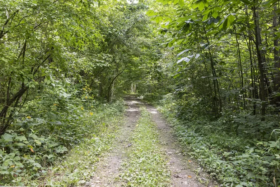 a dirt road going through a lush green forest