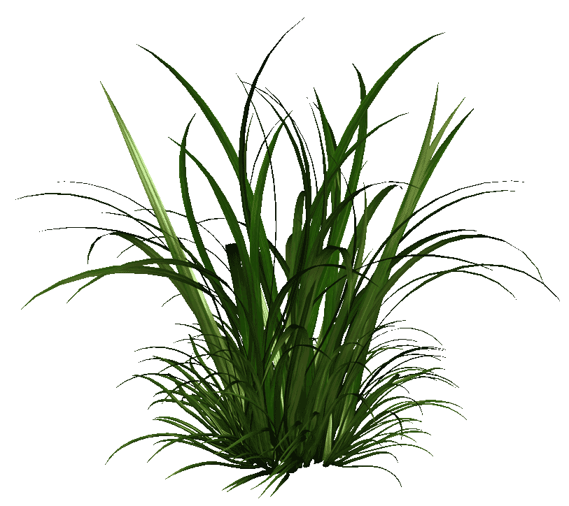 A bunch of green grass on a white background