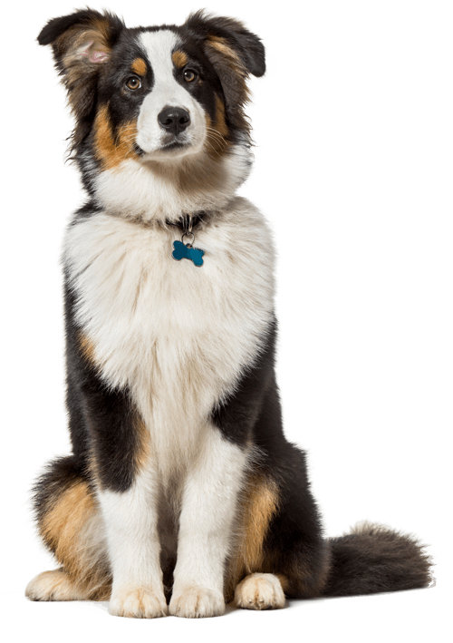 Dog Daycare Niles, MI Bunk & Biscuit