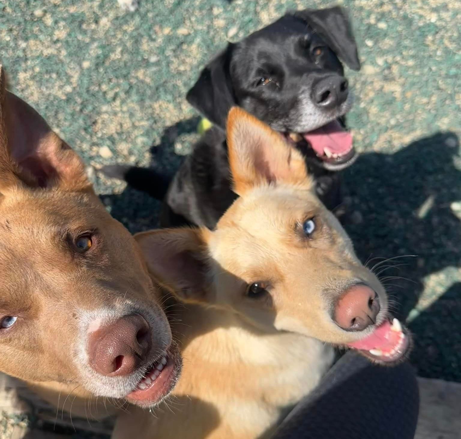 Canine Daycare Niles, MI Bunk & Biscuit