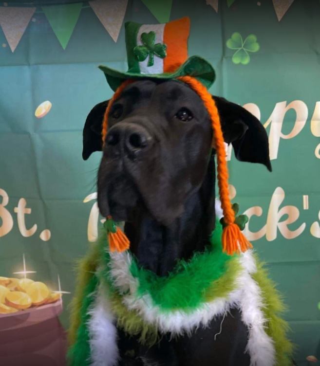 Testimonials Niles, MI Bunk & Biscuit