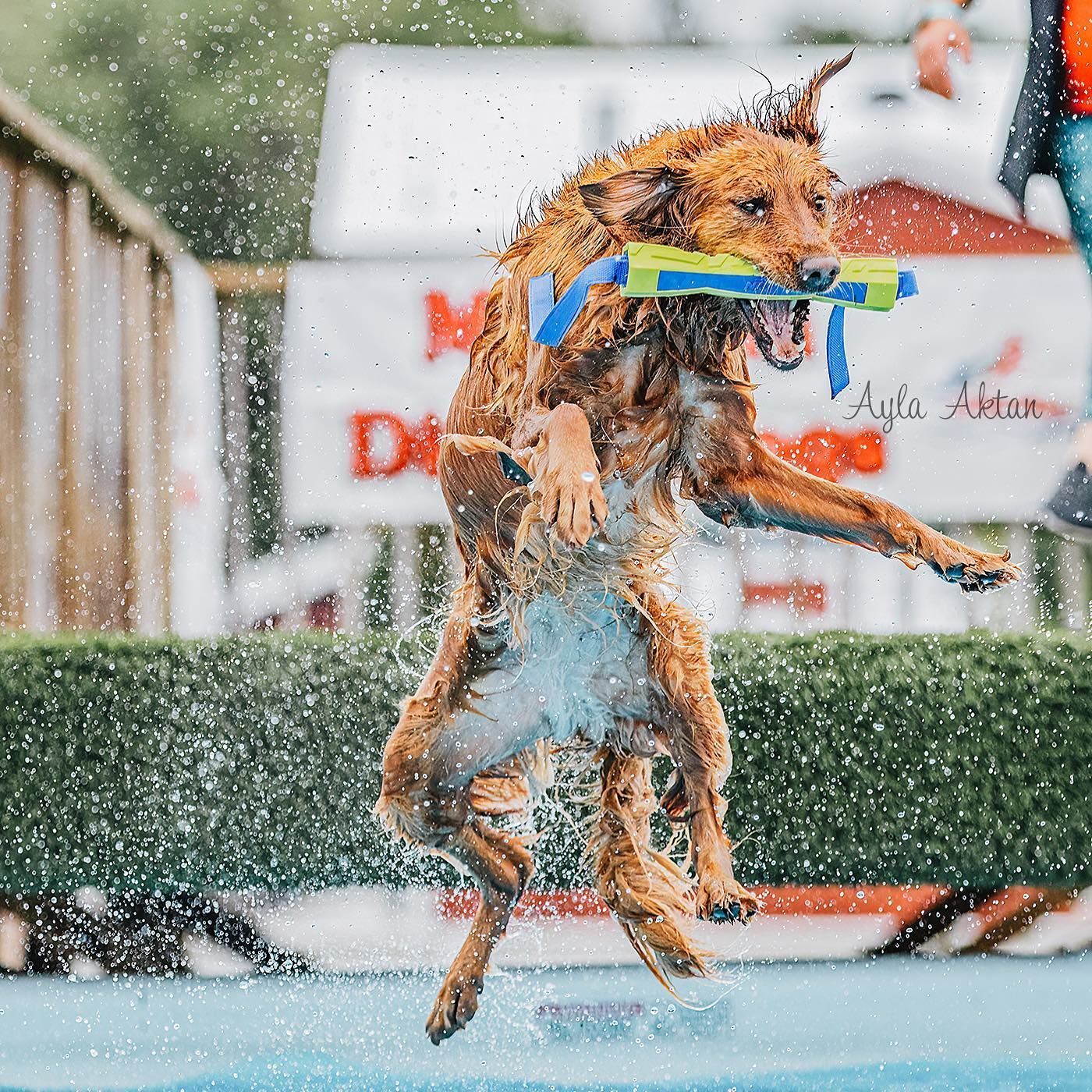 Diving Dogs — Niles, MI — Bunk & Biscuit Diving Dogs — Niles, MI — Bunk & Biscuit
