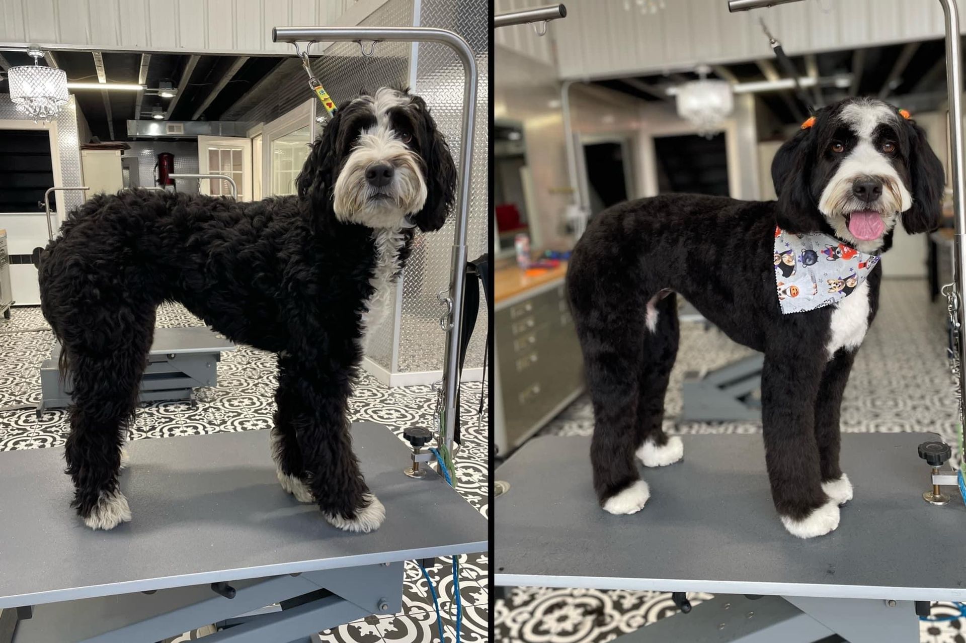 Two black and white dogs with groomed fur. Before and after grooming. Bandana and bows added after grooming.