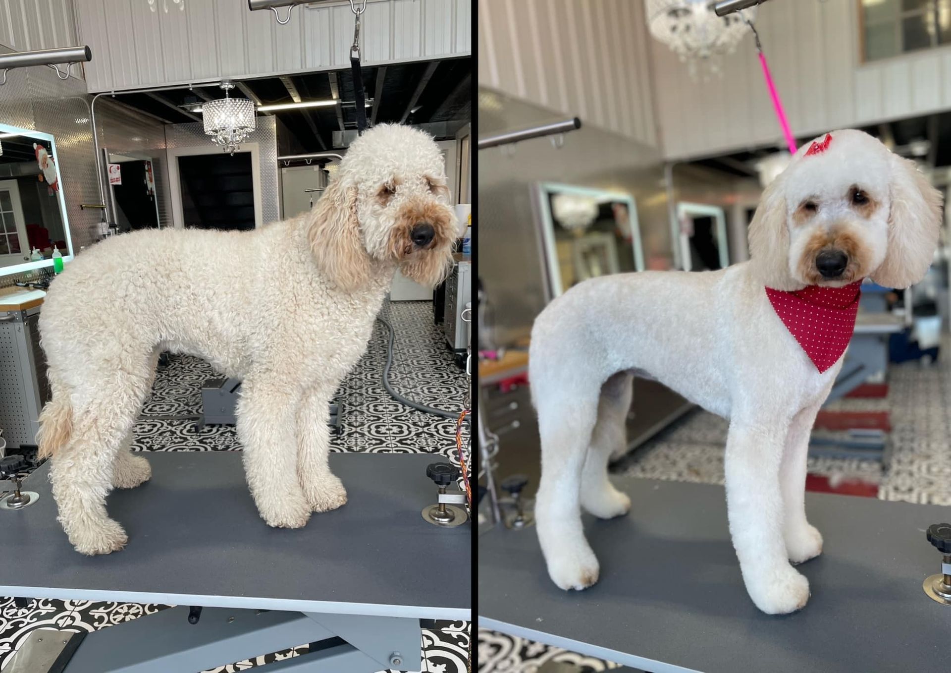 Dog before and after grooming: shaggy, light-colored coat transformed to a sleek, shorter style with a red bandana.
