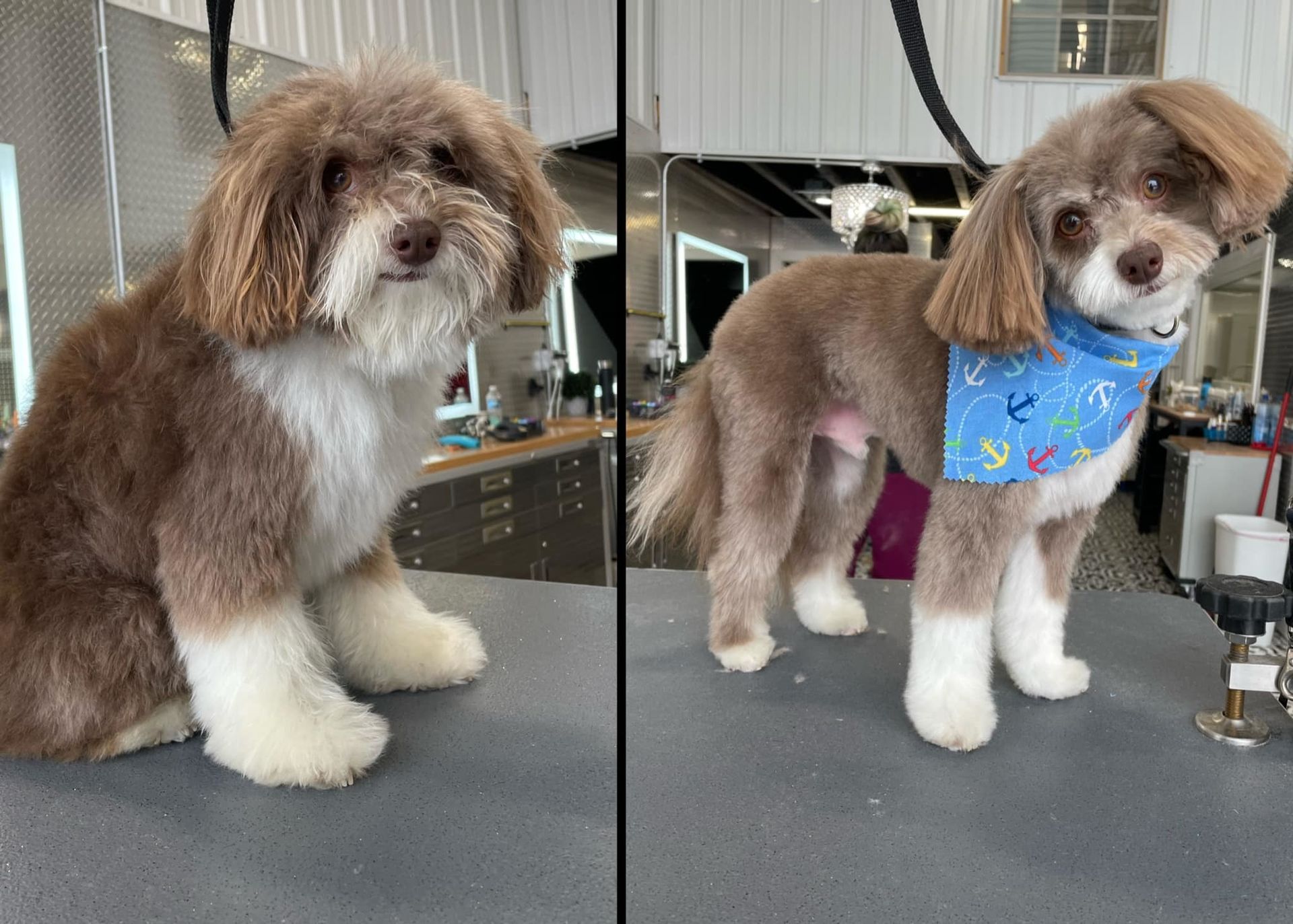Two brown and white dogs with grooming cuts. One sits, the other stands with a bandana.