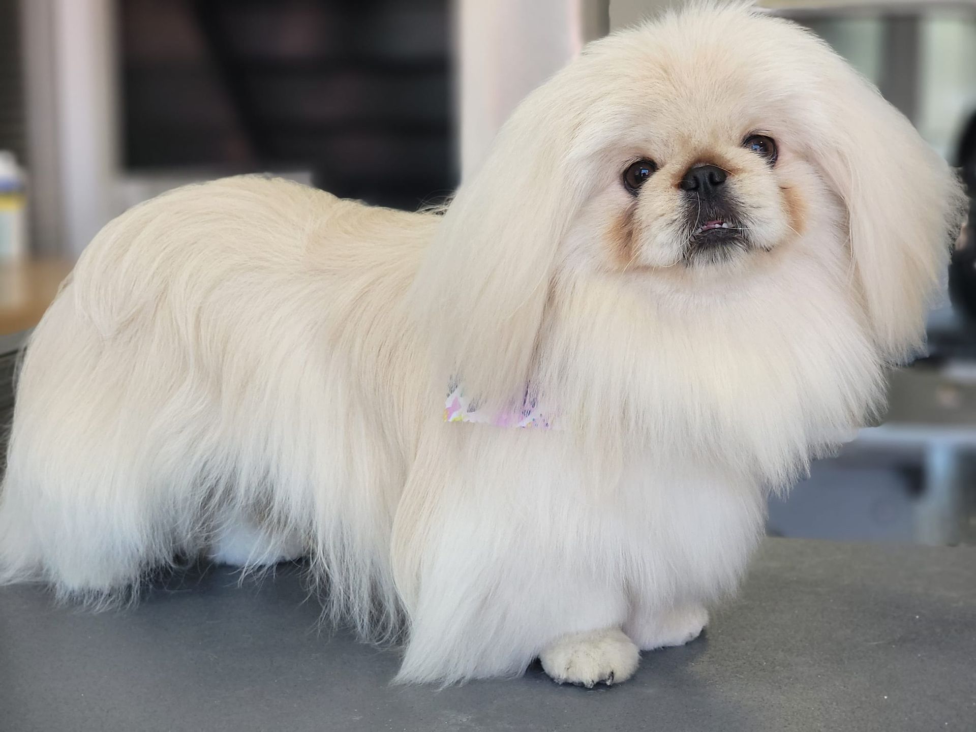 White Pekingese dog with fluffy fur standing on a grooming table.
