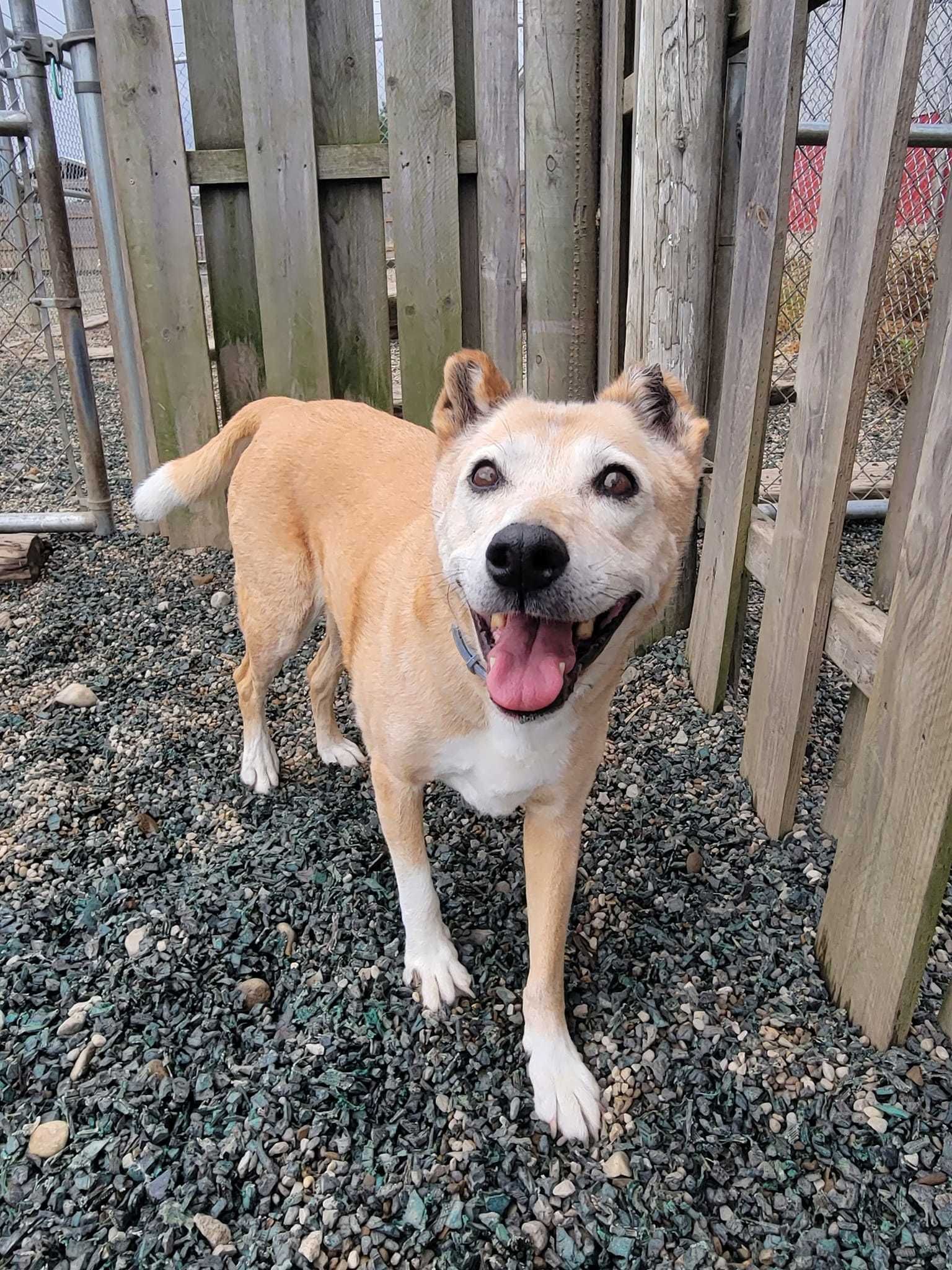 Tan dog smiling next to a wooden fence.