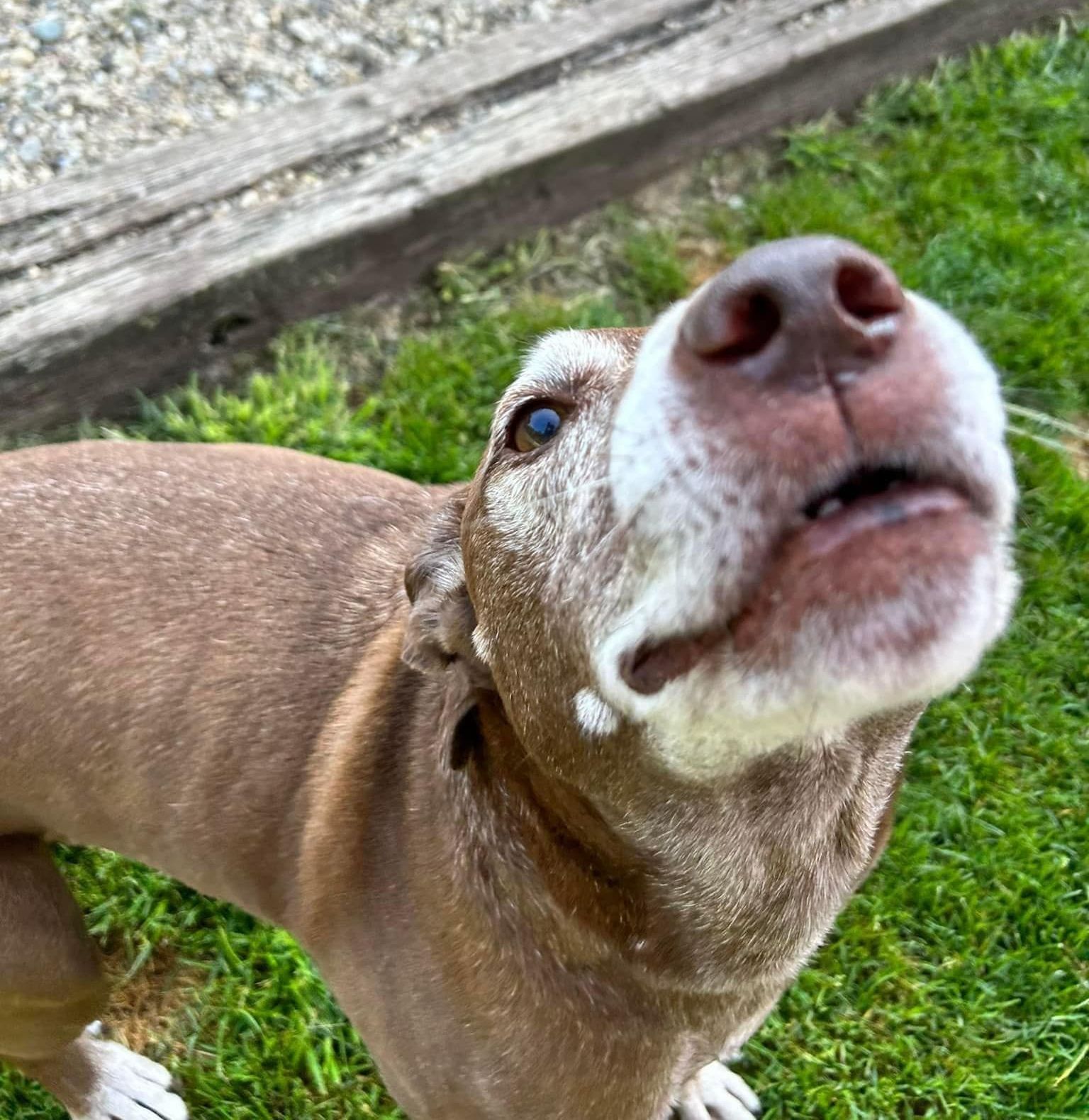 Brown dog with white muzzle looks up, set against green grass and wood.