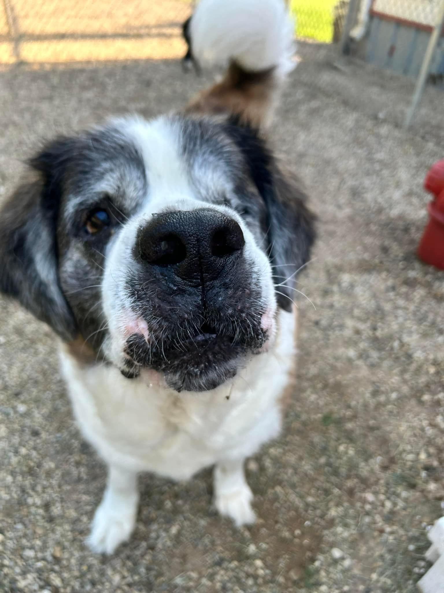 Close-up of a Saint Bernard with a snow-covered nose, looking up at the camera. Outdoors.
