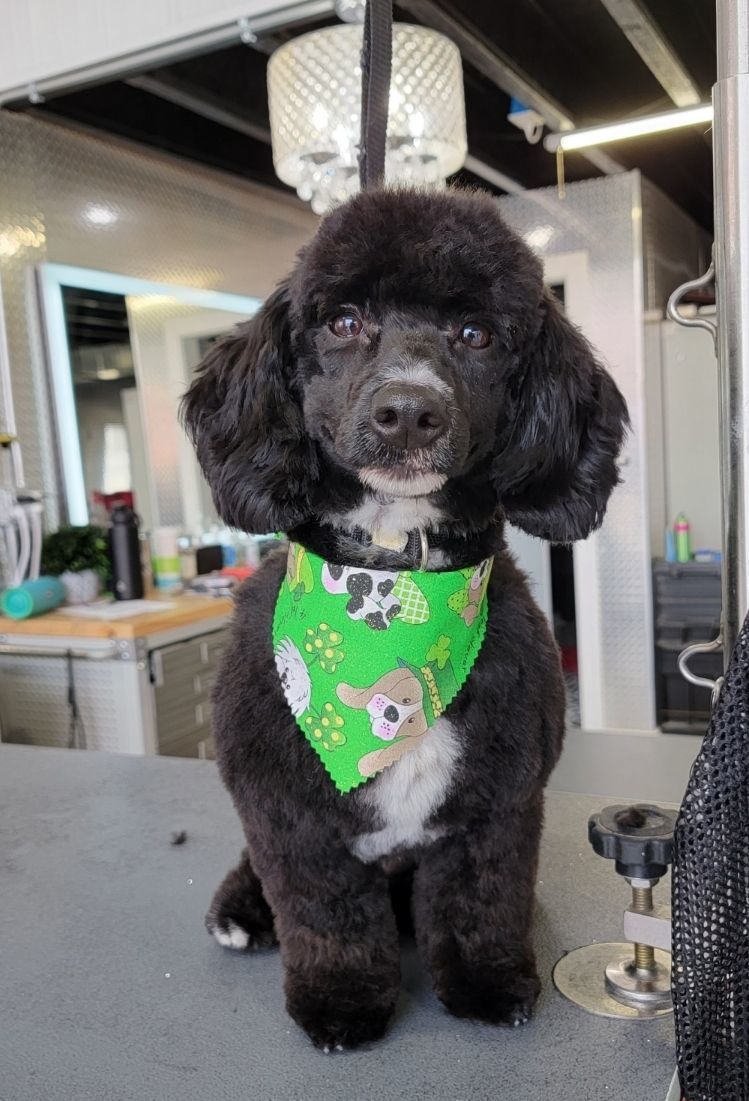 Black poodle with white chest, wearing a green bandana, sitting indoors at a grooming station.