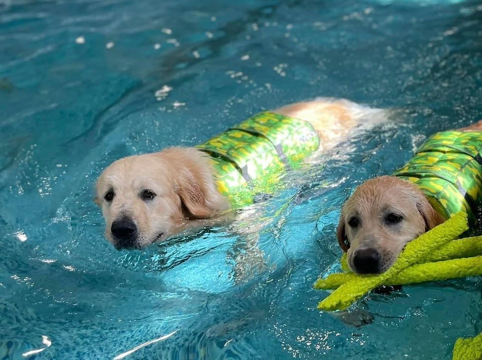 Three Dogs Indoor Pool — Niles, MI — Bunk & Biscuit Three Dogs Indoor Pool — Niles, MI — Bunk & Biscuit