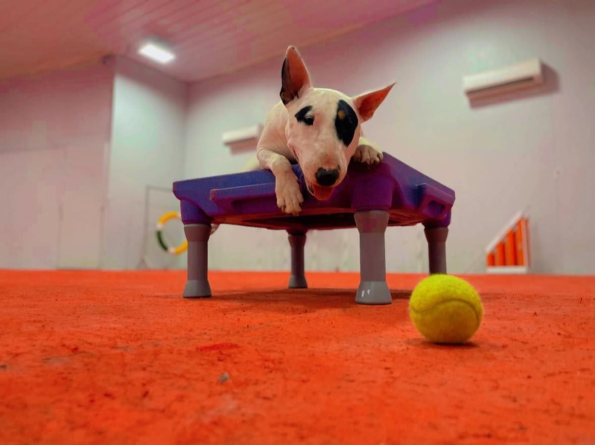 Bull Terrier puppy on a purple platform, tennis ball in front. Orange floor, indoor setting.