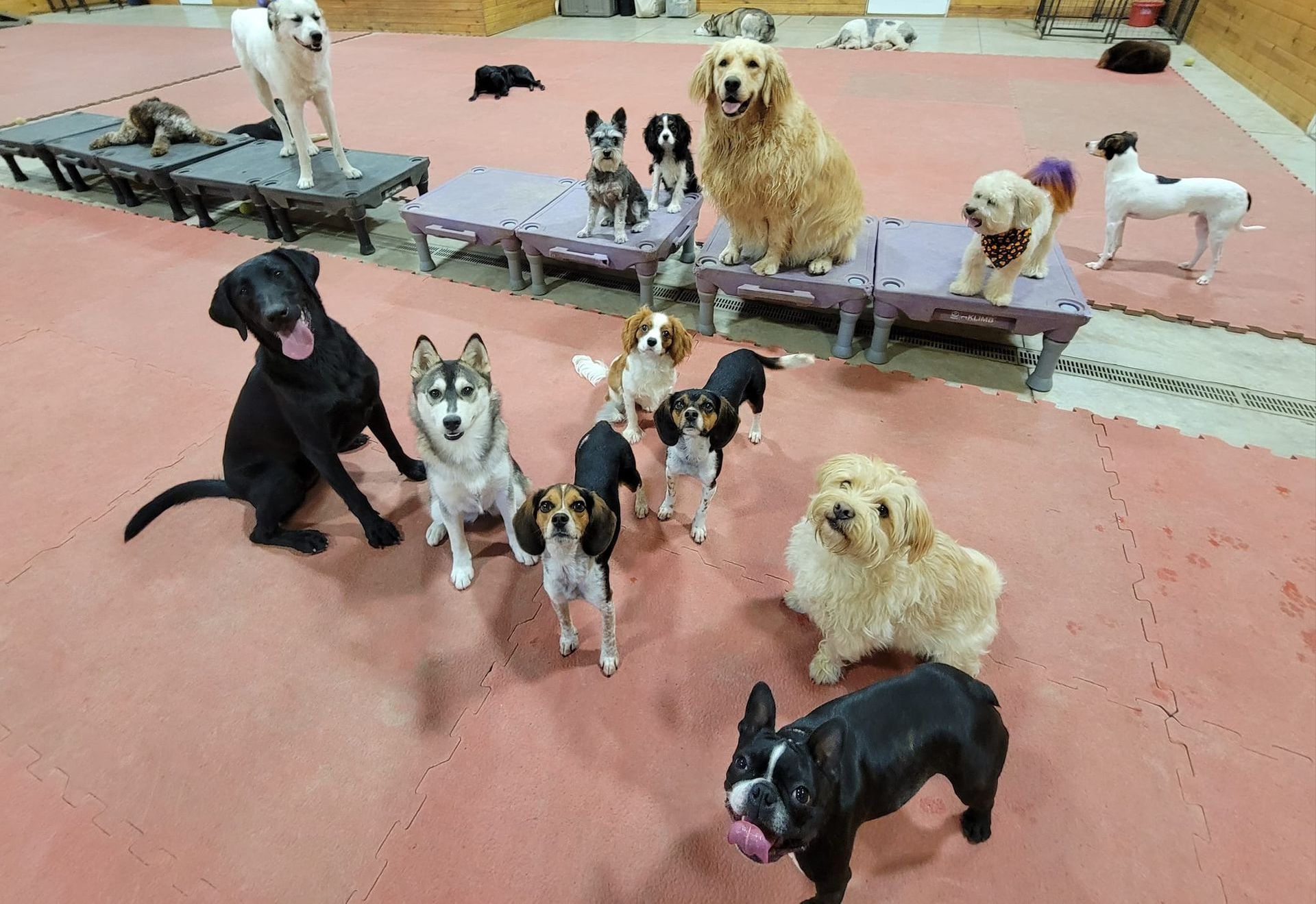 Six Dogs Sitting on Platform — Niles, MI — Bunk & Biscuit Six Dogs Sitting on Platform — Niles, MI — Bunk & Biscuit