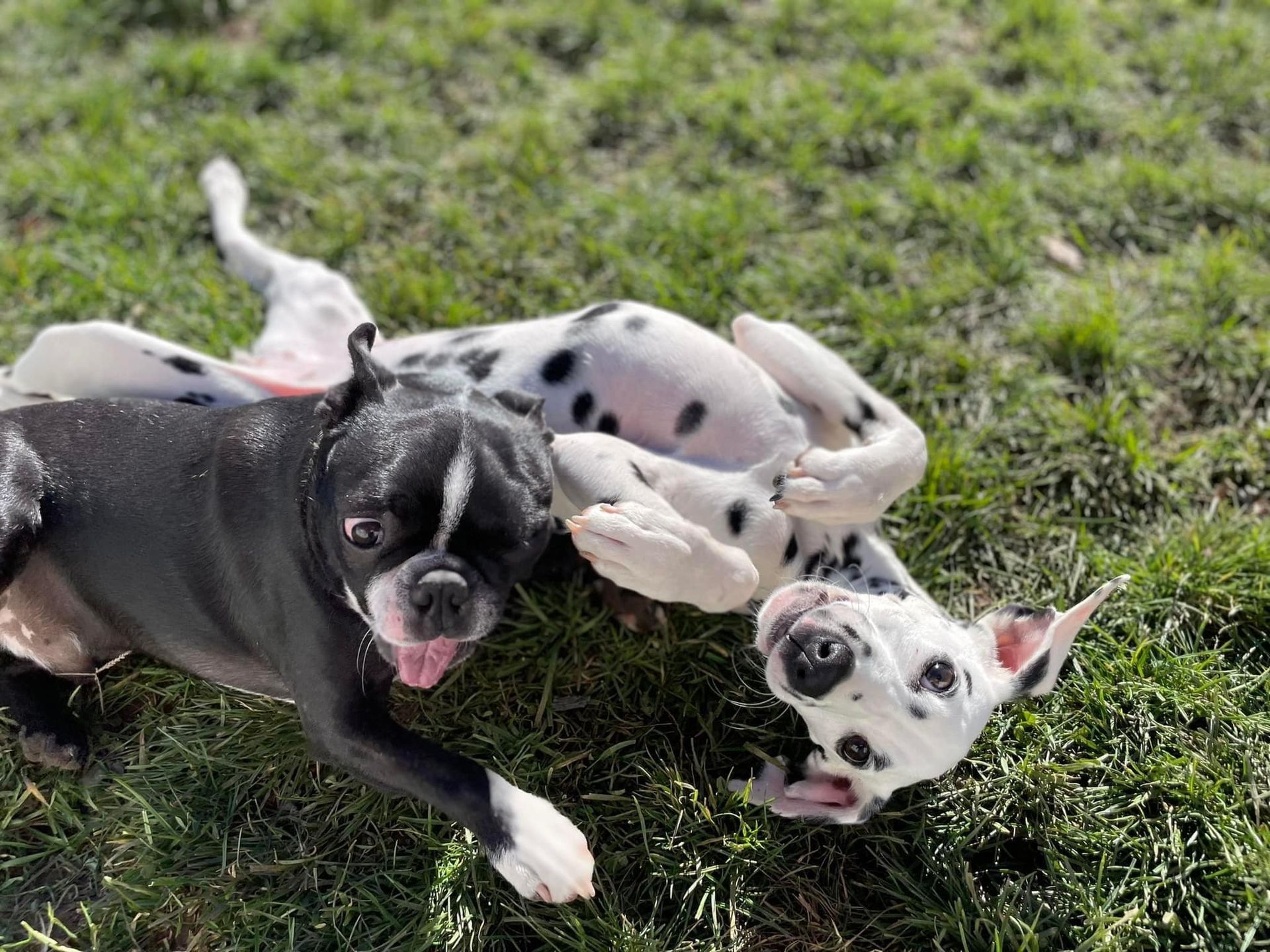 Two Dogs Running and Playing — Niles, MI — Bunk & Biscuit Two Dogs Running and Playing — Niles, MI — Bunk & Biscuit