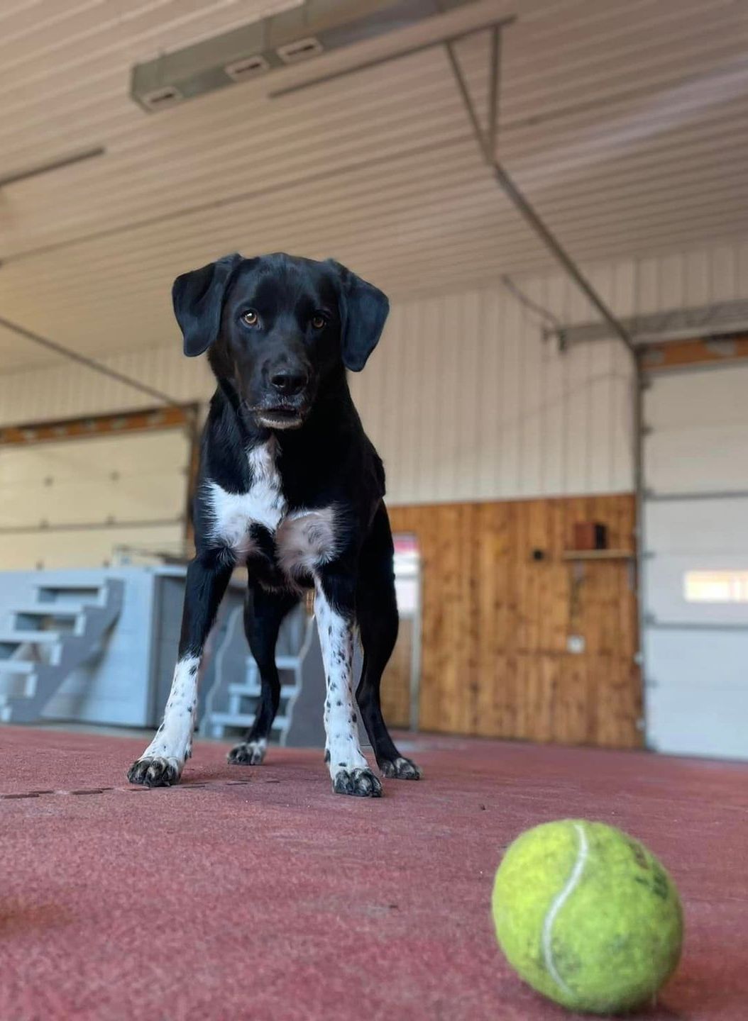 Dog Sitting on Tennis Balls — Niles, MI — Bunk & Biscuit Dog Sitting on Tennis Balls — Niles, MI — Bunk & Biscuit