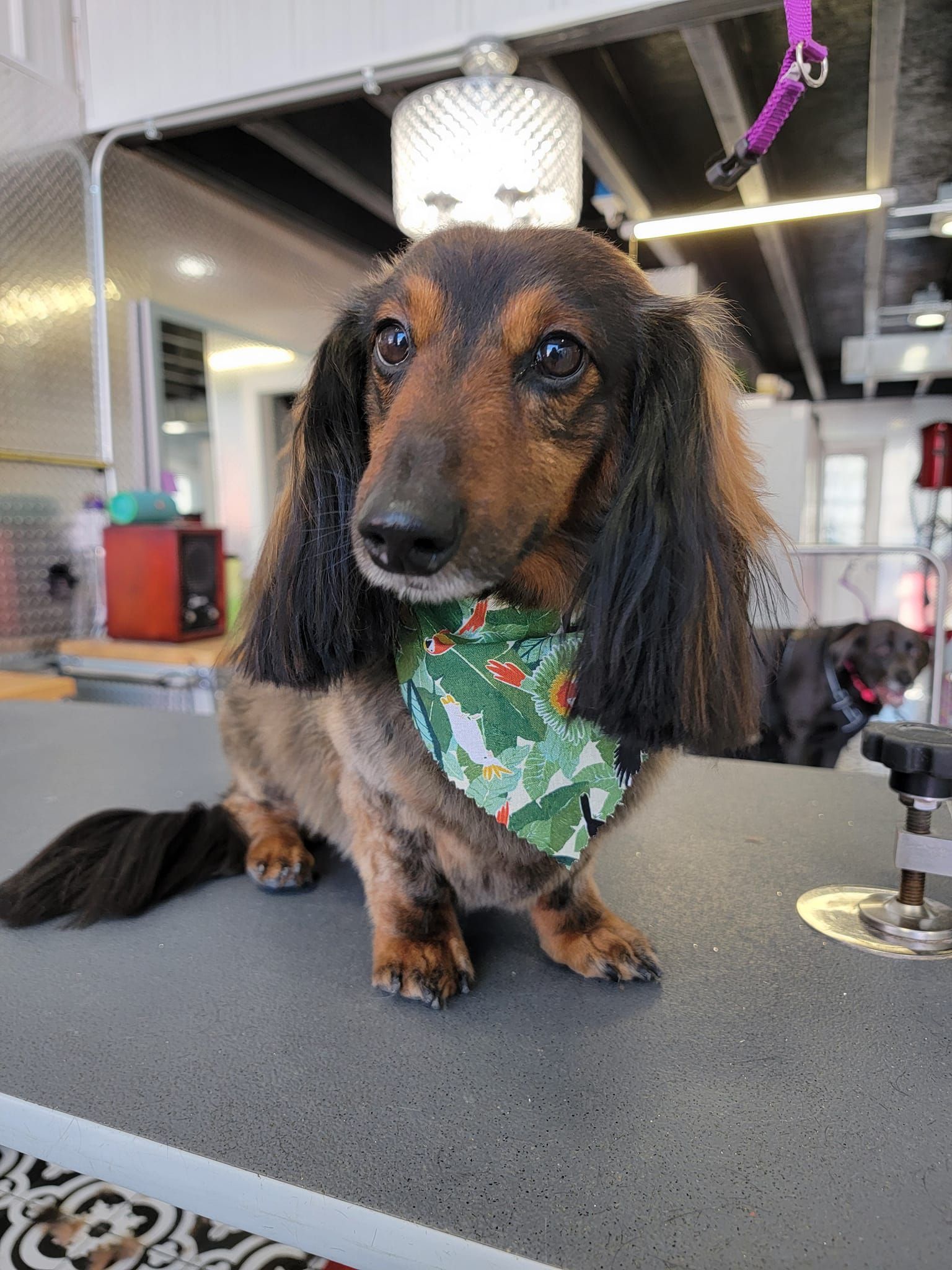 A long-haired dachshund with a green bandana, on a grooming table. Dog has a brown and black coat, looking at the camera.