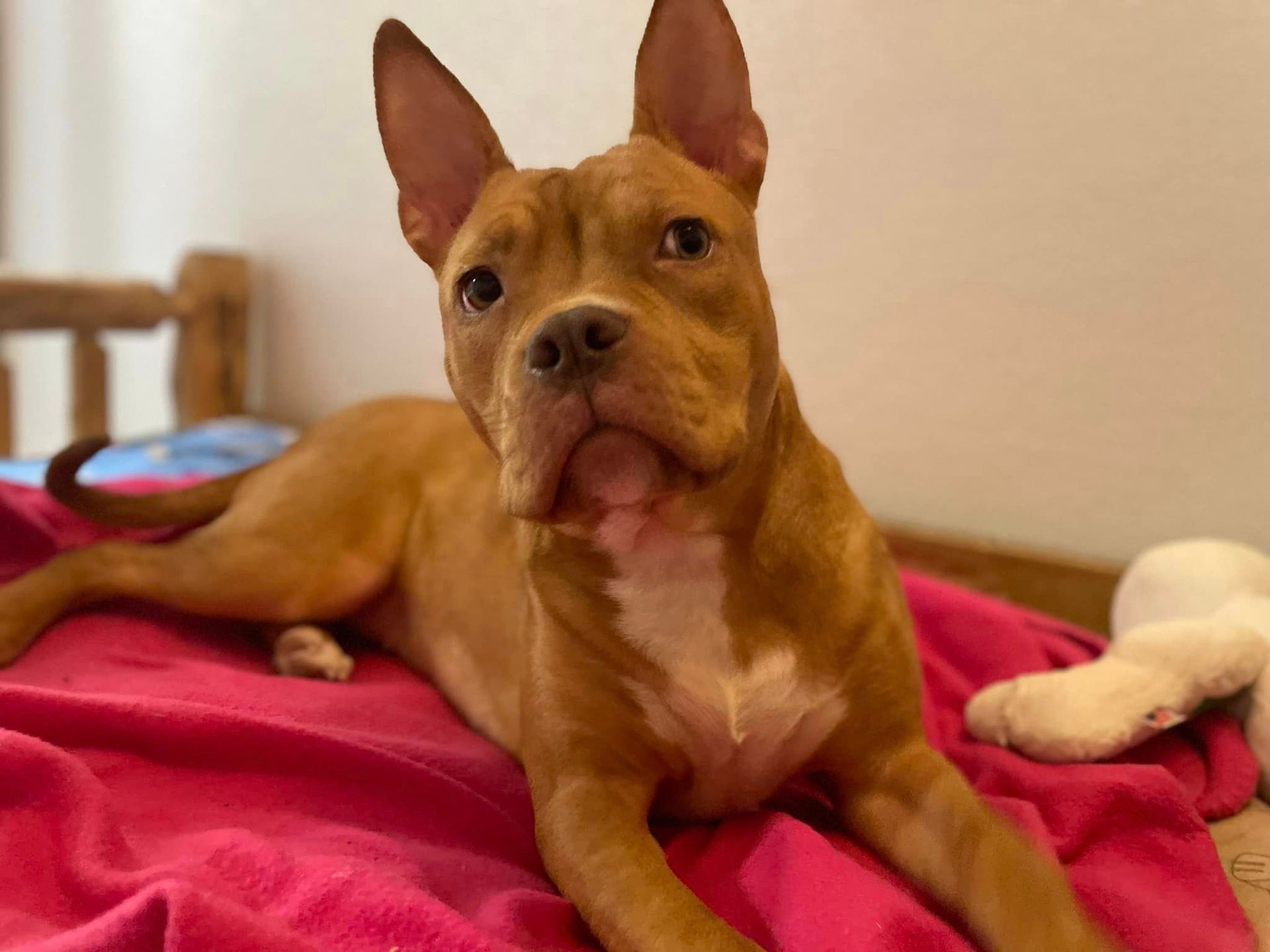 Tan dog with white chest lies on pink blanket, looking forward.