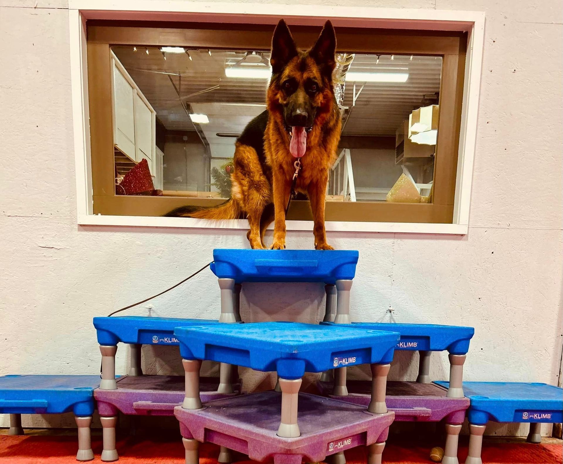 German Shepherd dog on tiered blue and purple platforms, indoors with a window.