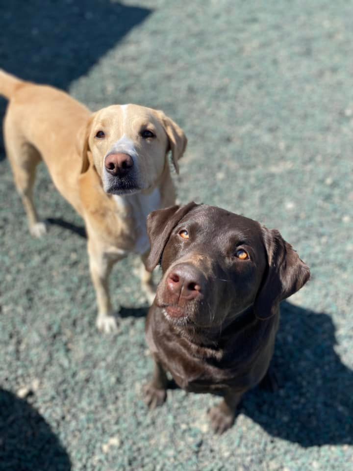 Two Labrador retrievers, one yellow, one chocolate, looking up.