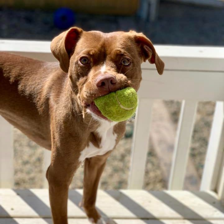 Brown dog holding a green tennis ball in its mouth, standing on a porch.