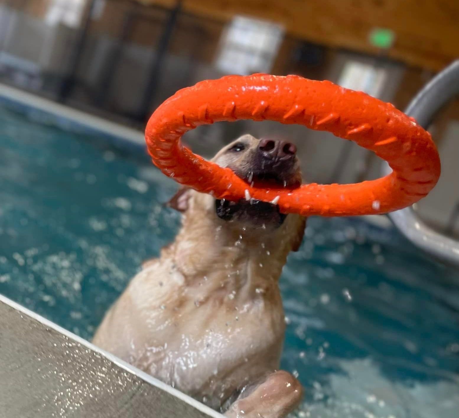 Heated Indoor Pool — Niles, MI — Bunk & Biscuit Heated Indoor Pool — Niles, MI — Bunk & Biscuit