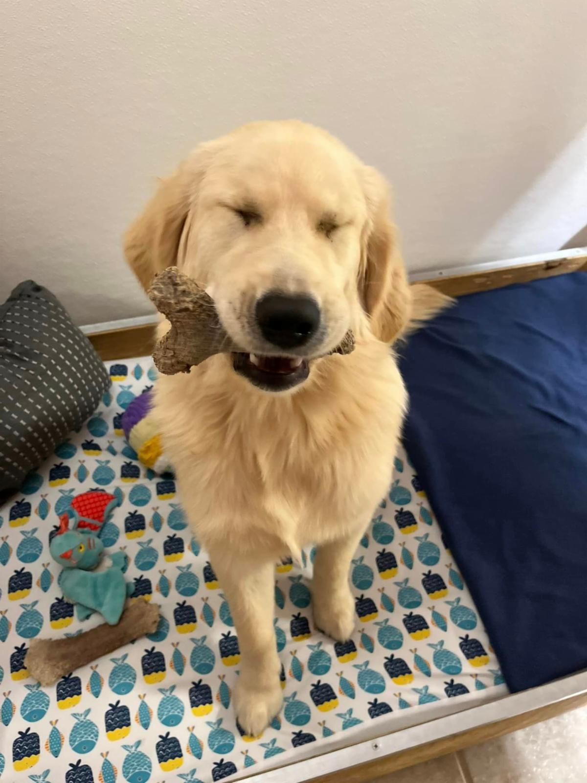 Golden retriever puppy with a bone in its mouth, eyes closed, standing in a pen with toys.