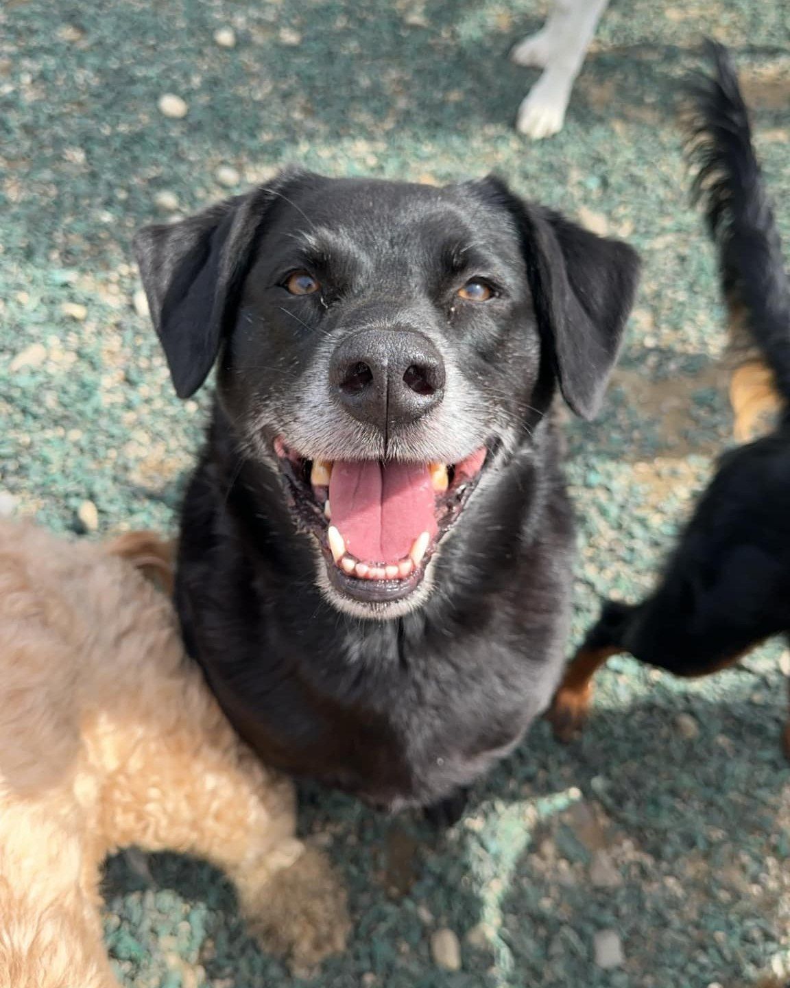 Black dog with a happy expression, open mouth, pink tongue. Surrounded by other dogs.