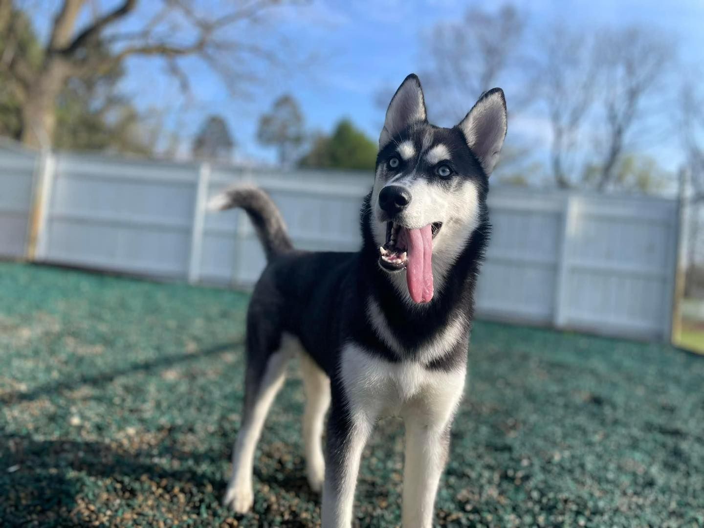 Black and white husky dog with blue eyes, panting happily in a yard with a white fence.