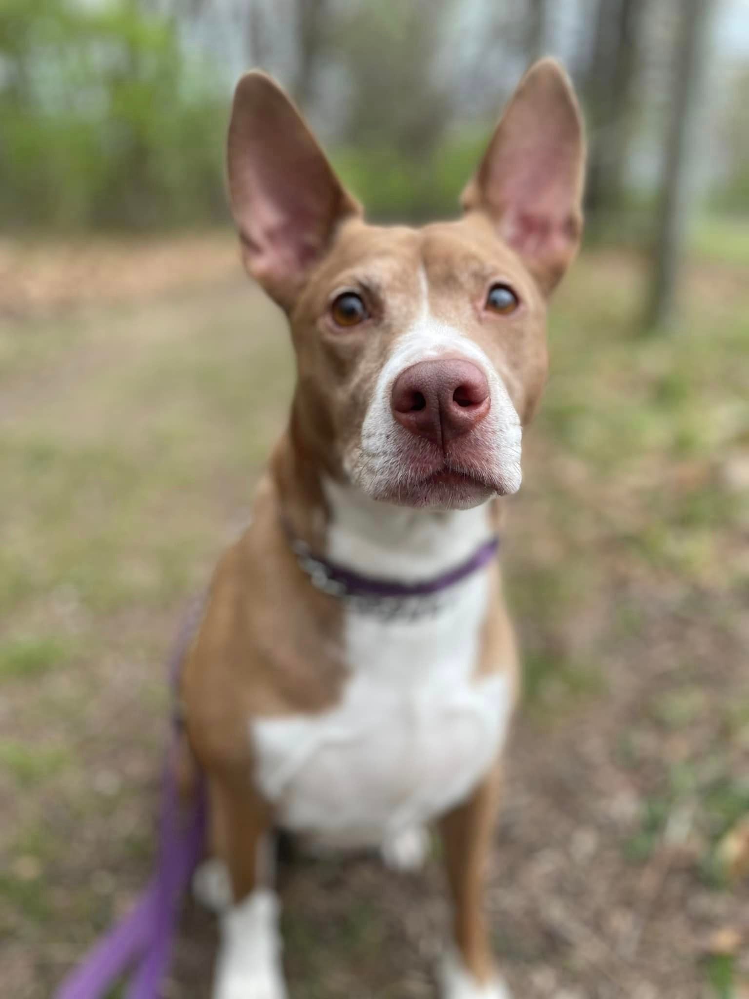 Tan and white dog with erect ears, purple leash, outdoors.