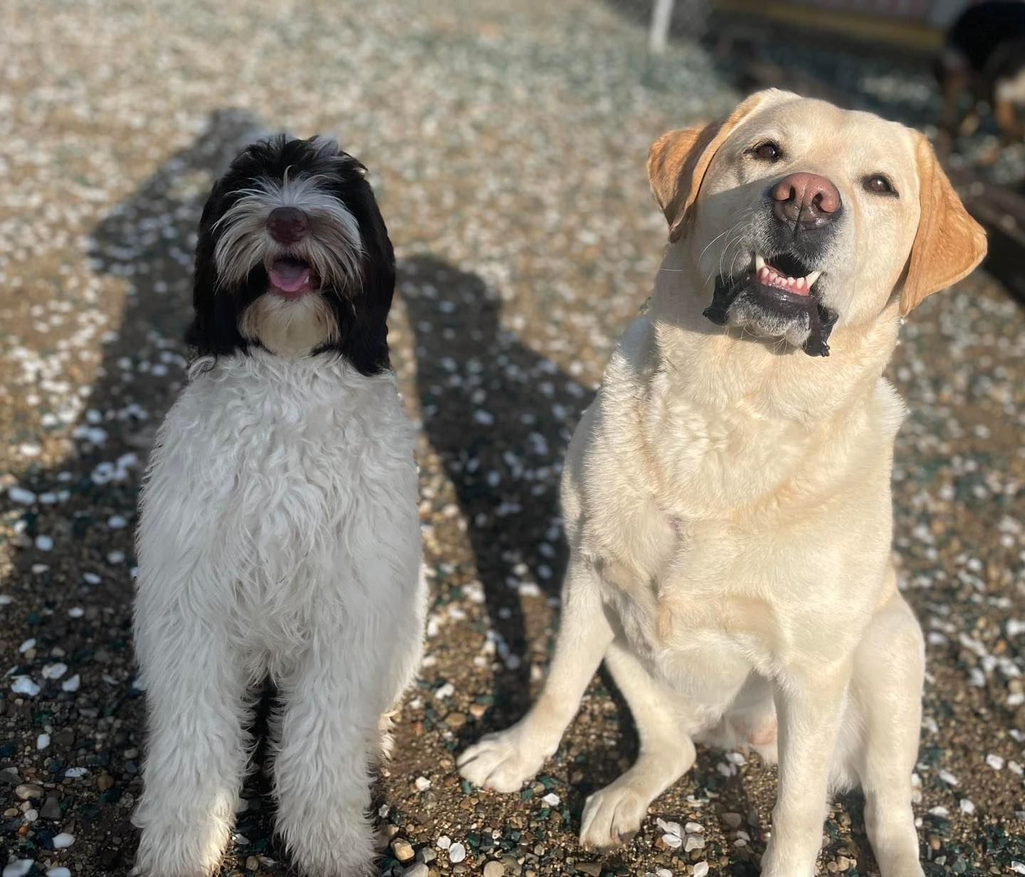 Two dogs, a white Goldendoodle and a yellow Labrador, sit side-by-side, smiling in the sun.
