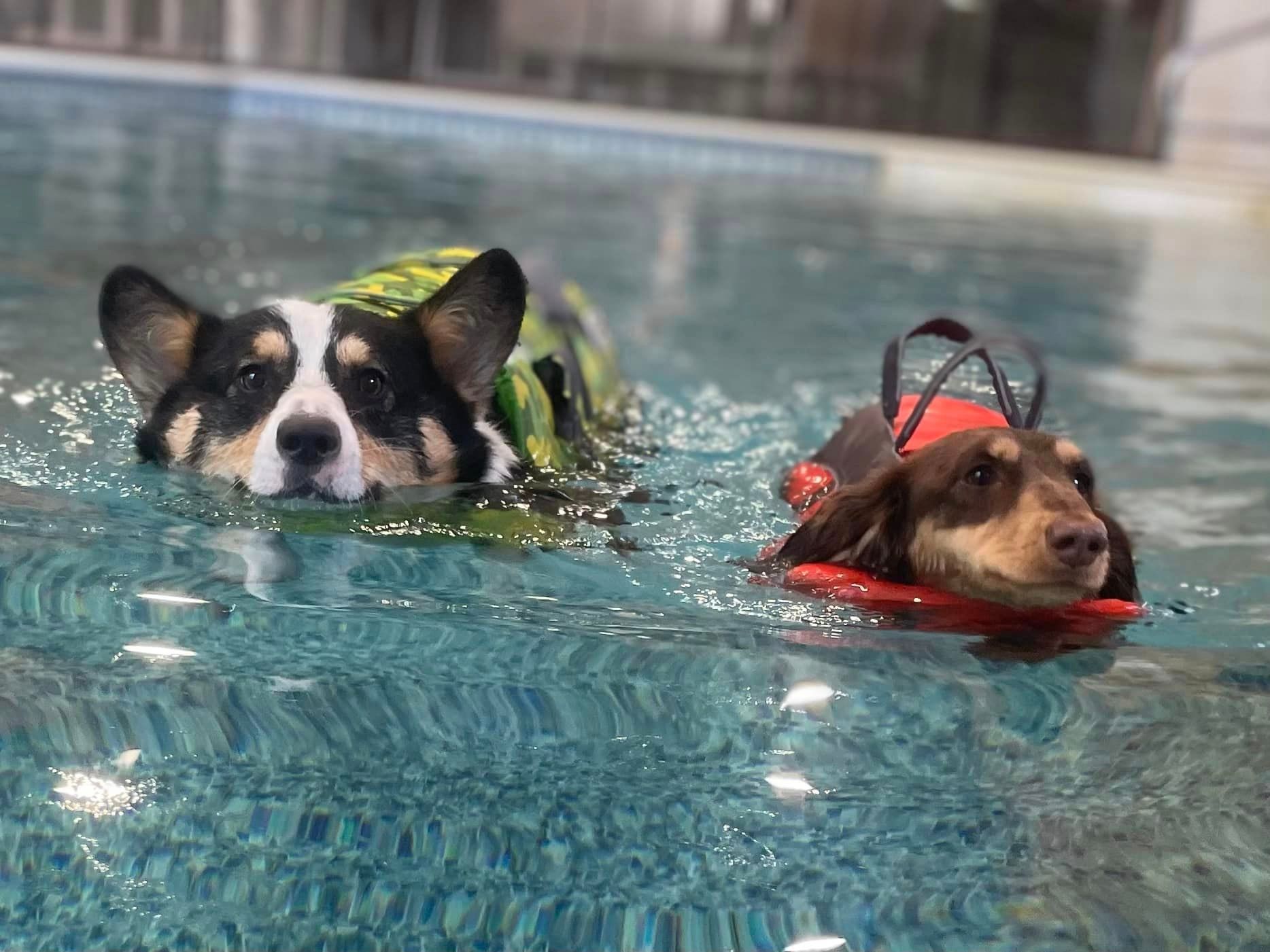Dog Swimming on Heated Indoor Pool — Niles, MI — Bunk & Biscuit Dog Swimming on Heated Indoor Pool — Niles, MI — Bunk & Biscuit