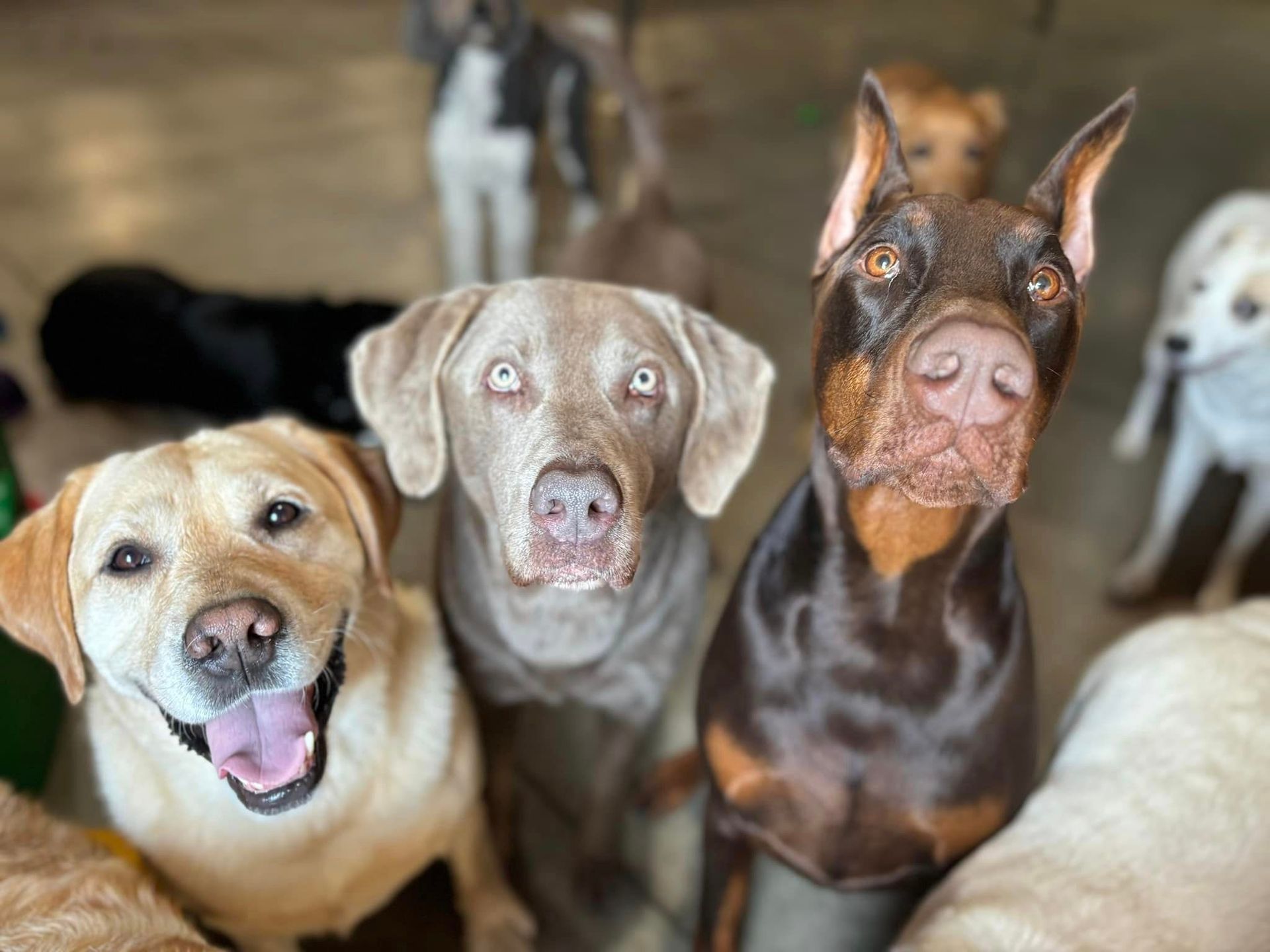 Dog Rooms — Niles, MI — Bunk & Biscuit Dog Rooms — Niles, MI — Bunk & Biscuit