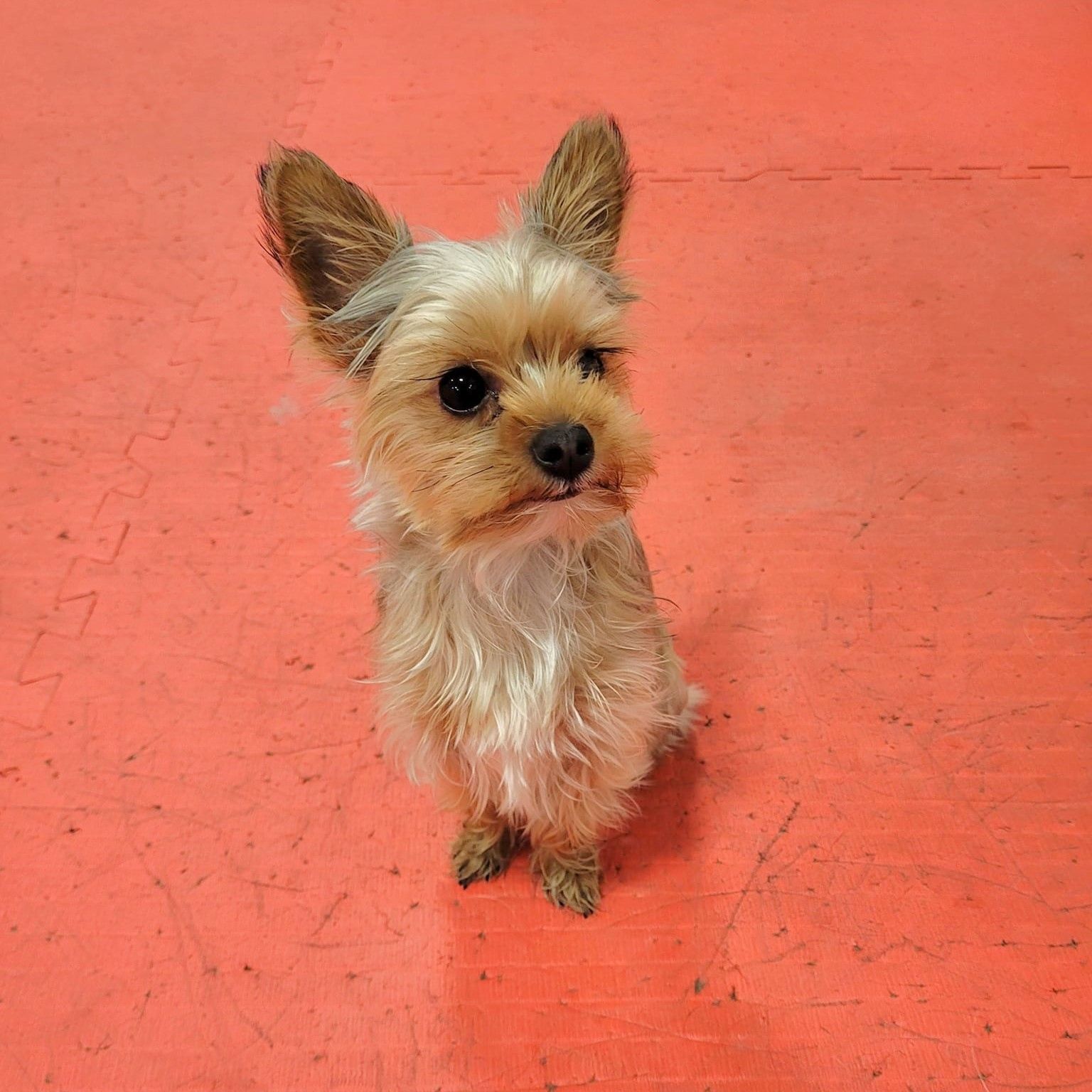 Small tan and gray Yorkshire Terrier sits on a red floor, looking up with a slightly tilted head.