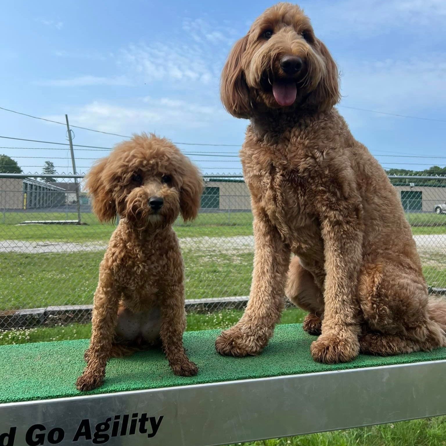 Two brown Goldendoodles on agility equipment, posing outdoors on a sunny day.