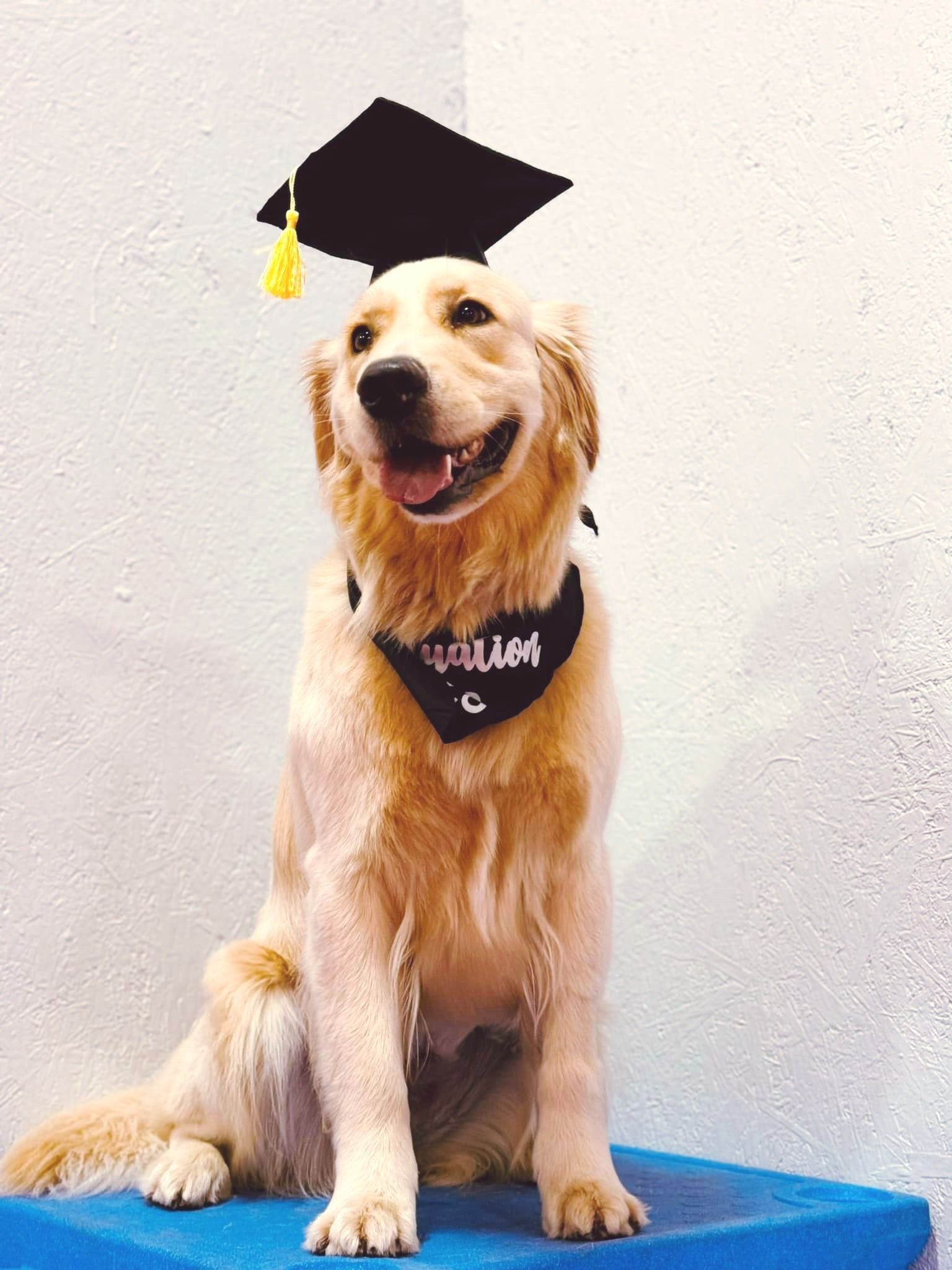 Dog Training — Niles, MI — Bunk & Biscuit Dog training classes in progress in South Bend, IN