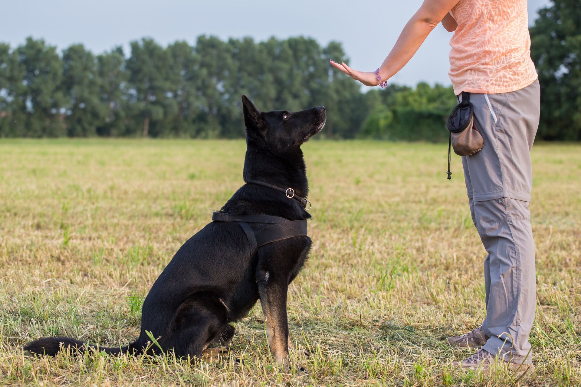 Black dog sits, looking up at person with outstretched hand in grassy field.